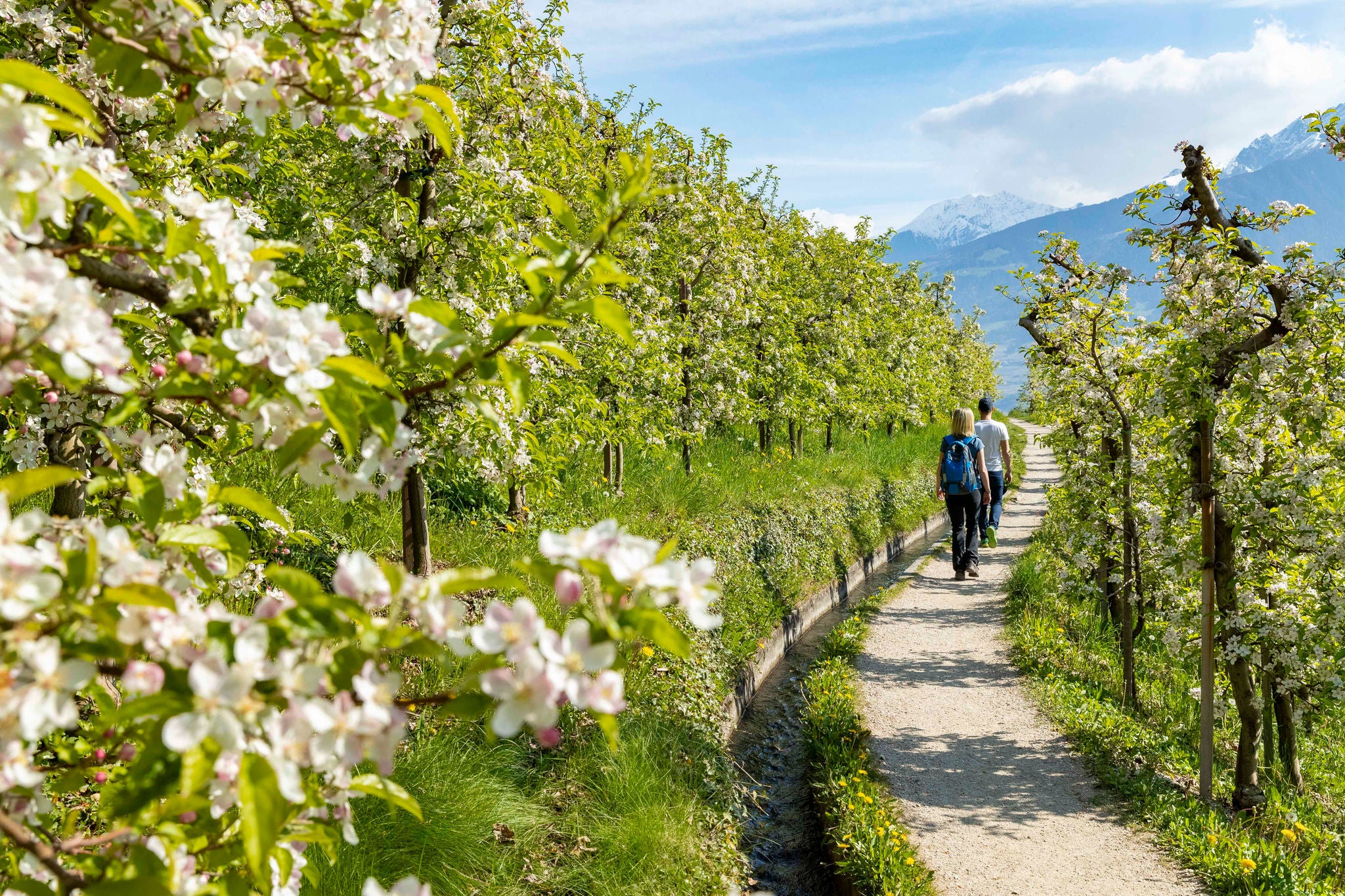 Paar beim Wandern am Marlinger Waalweg inmitten von blühenden Obstbäumen im Frühling