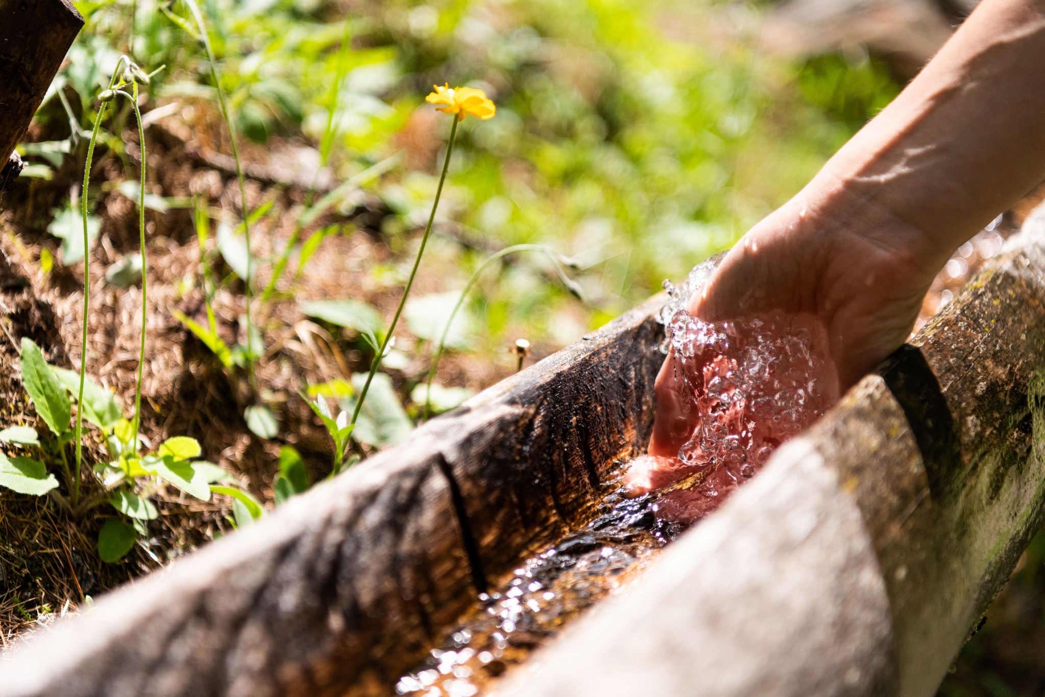 ine Hand schöpft klares Wasser aus einer hölzernen Rinne neben einer gelben Blume im Gras.