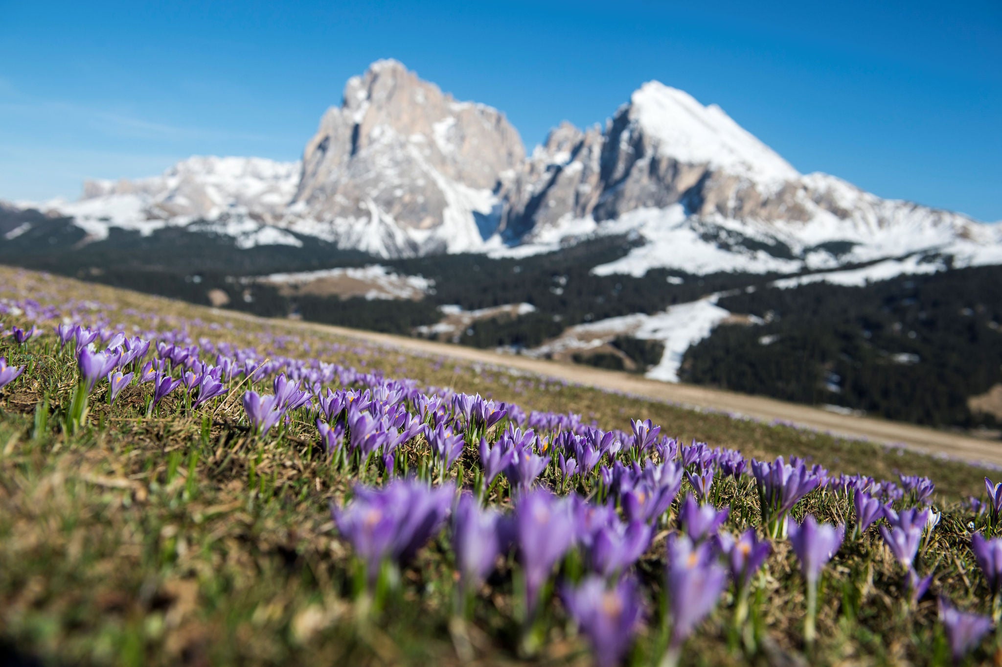 Ein Naturschauspiel auf der Seiser Alm im Frühling