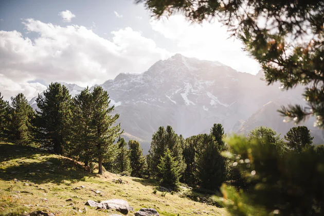 Vista di un prato con alberi e montagne sullo sfondo nel Parco Nazionale dello Stelvio in Alto Adige