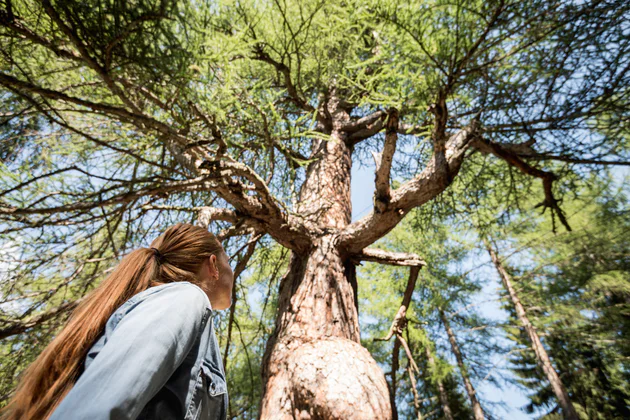 A person looking up at a tree