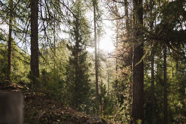 Forêt de conifères inondée de lumière