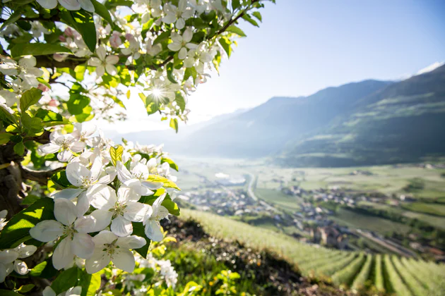 Apfelblüte im Vinschgau