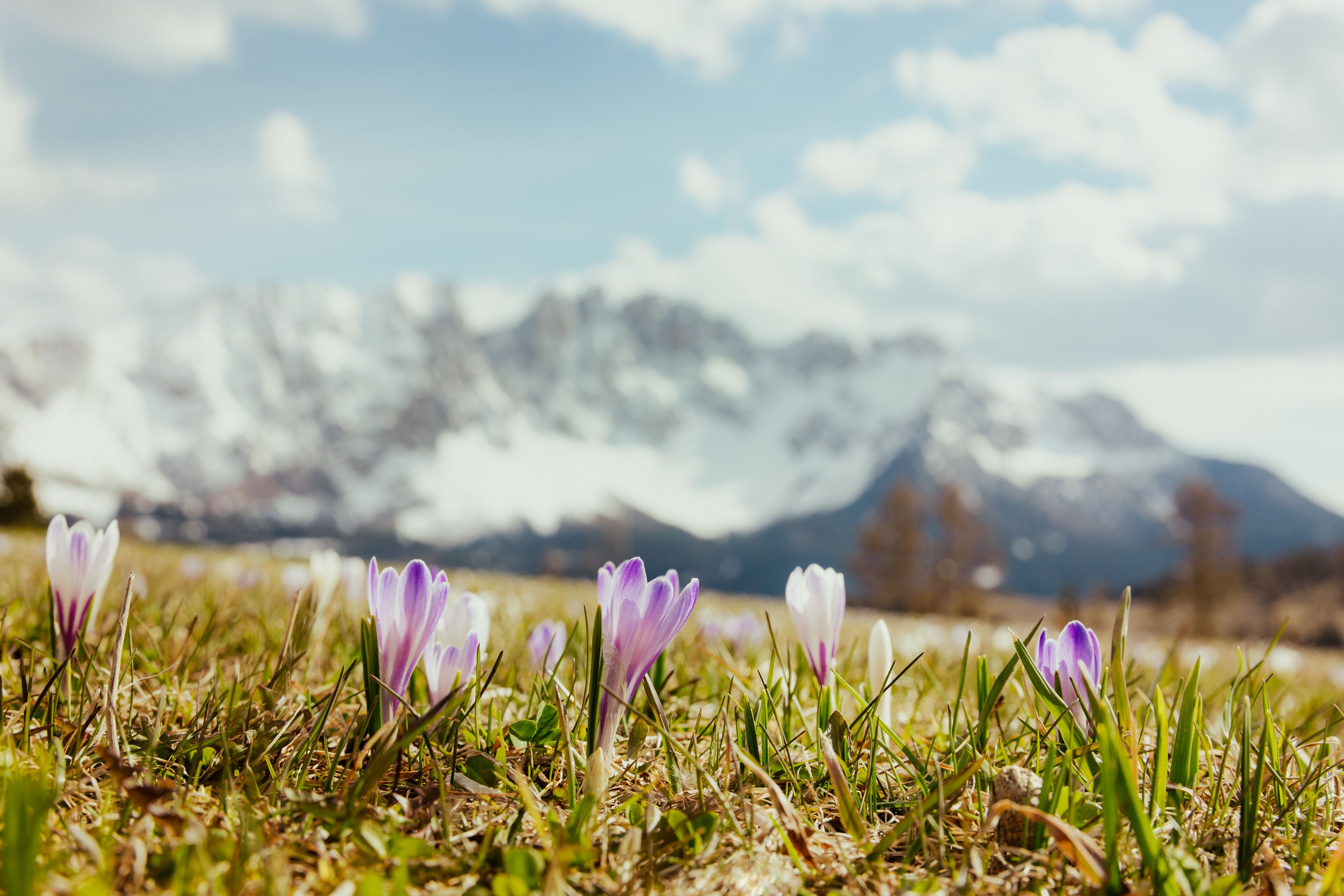 Prairie recouverte de fleurs de crocus dans le Sud-Tyrol