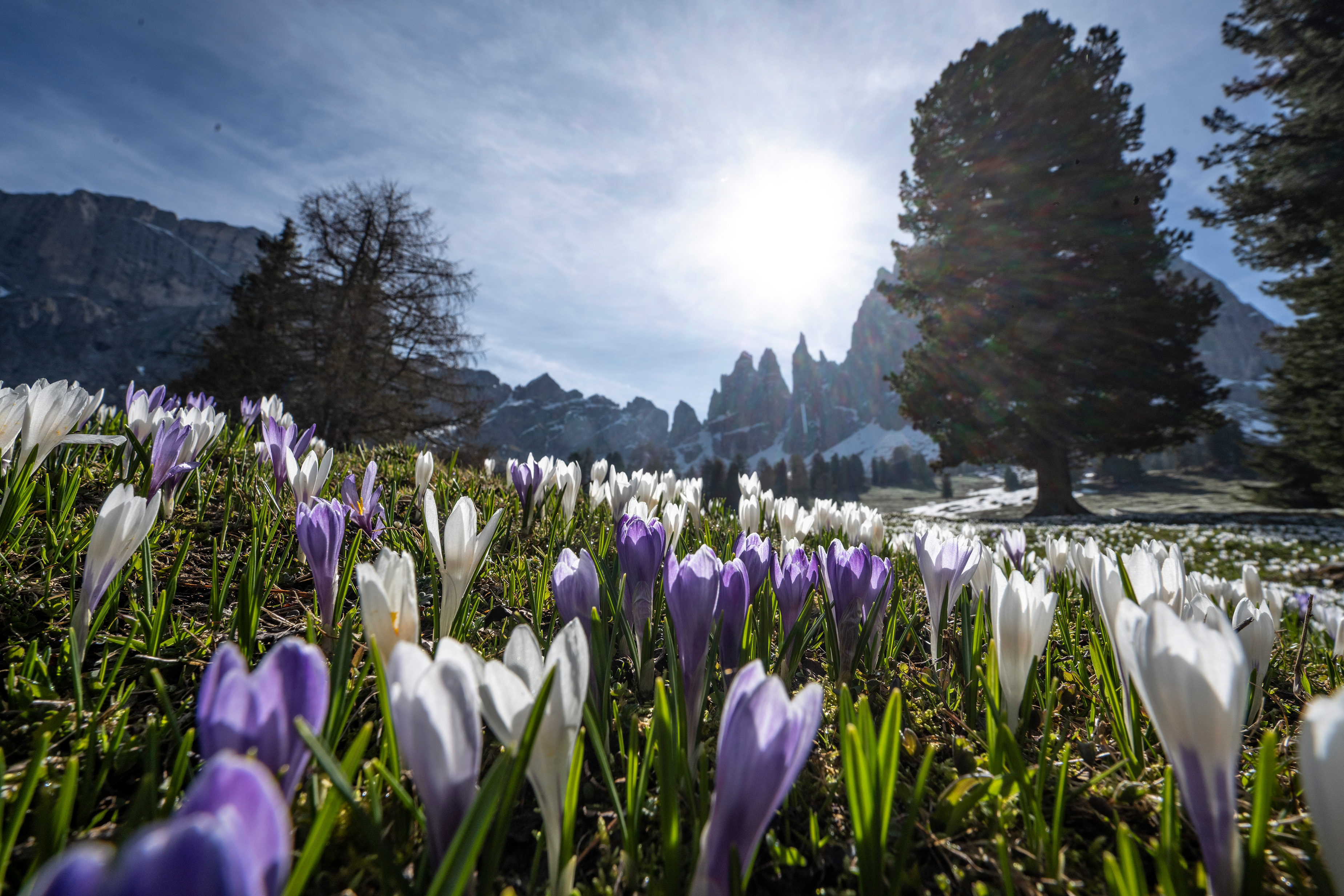 Vue de l'Alpe di Siusi sur les montagnes Langkofel et Plattkofel