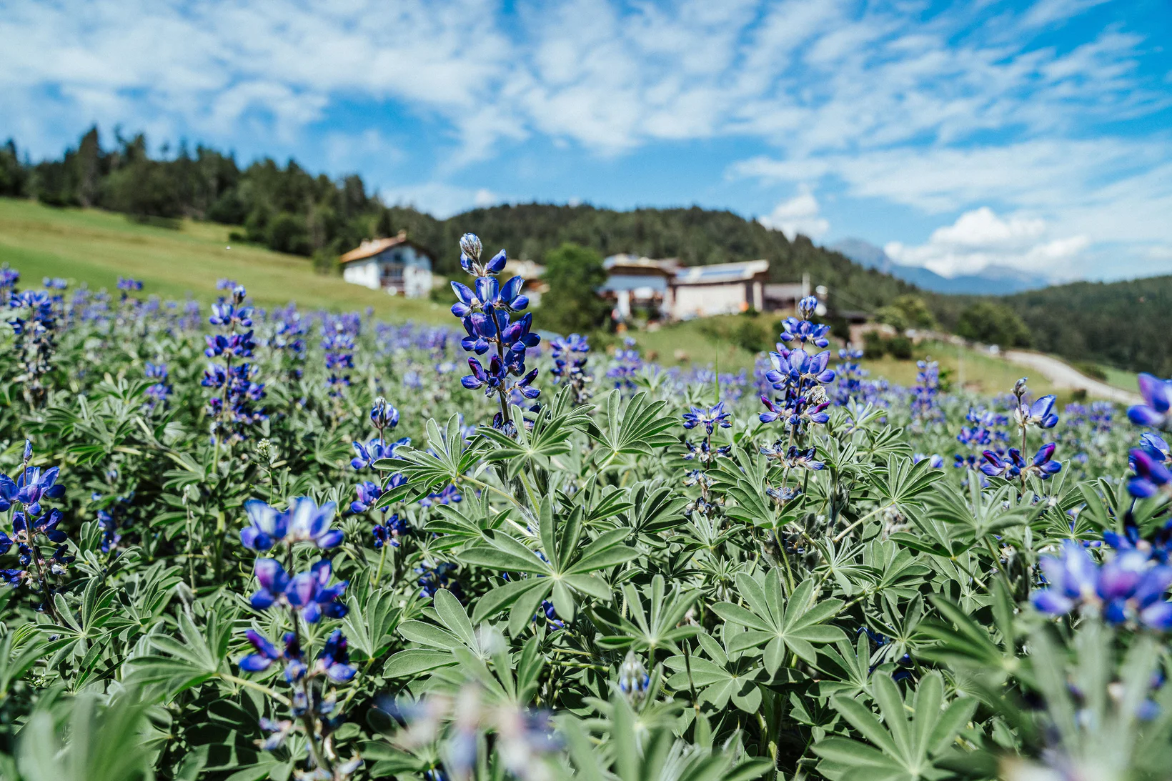 Lupinenfeld in Altrei