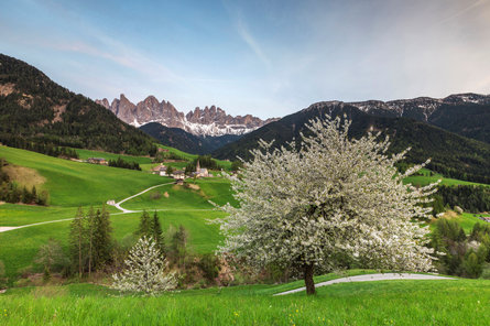 La vallée de Villnöss (Dolomites) au printemps, avec les pics Geisler en arrière-plan