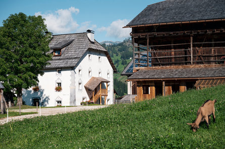 Koza stoi latem na łące przy gospodarstwie w regionie Alta Badia