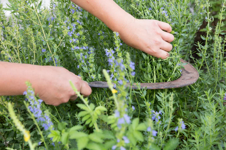 Sustainable local producers at the national park