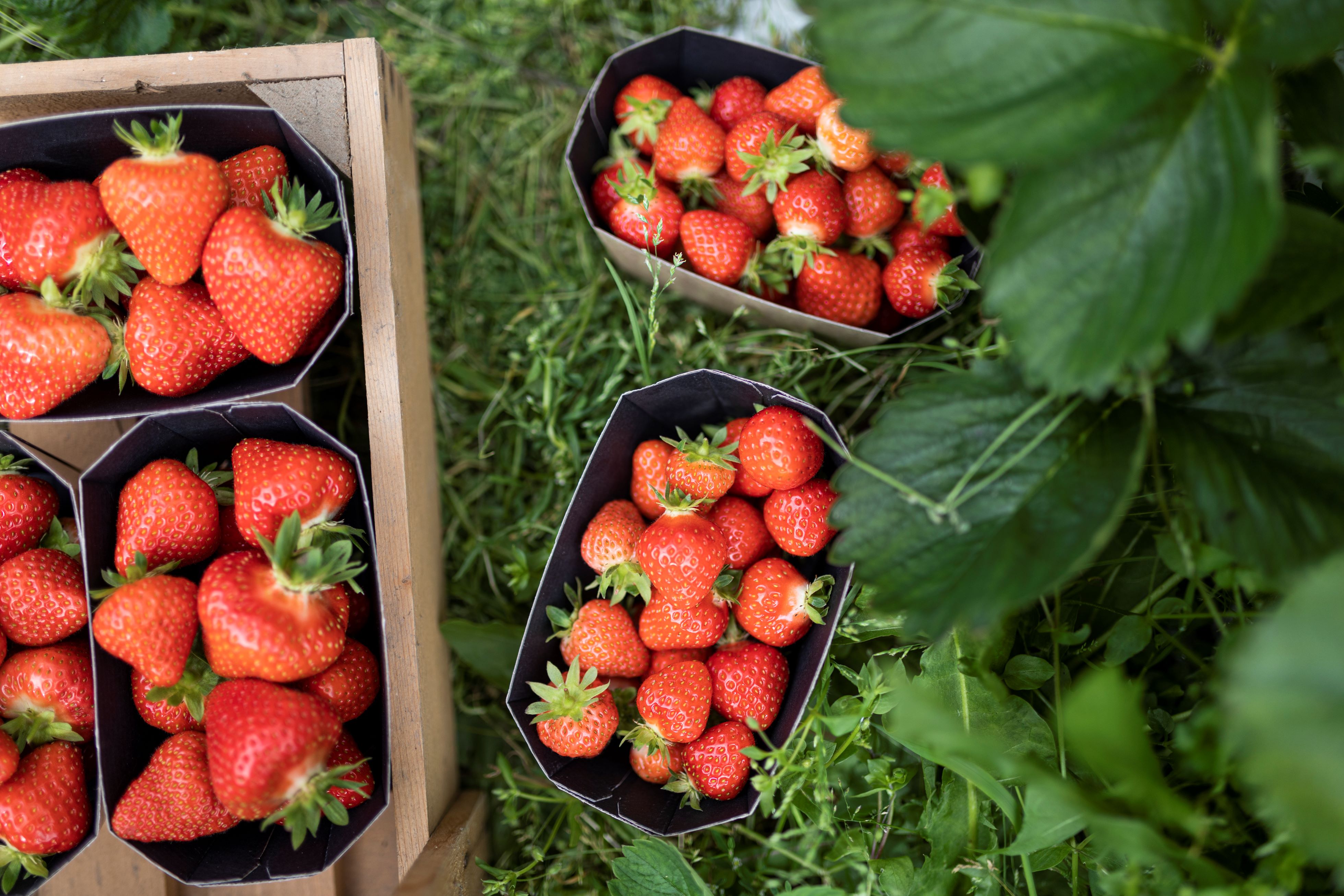 Piccoli contenitori di fragole rosse fresche appoggiati nell'erba verde