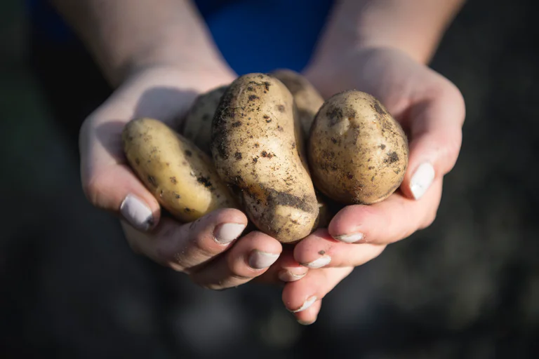 Farmers’ markets in South Tyrol