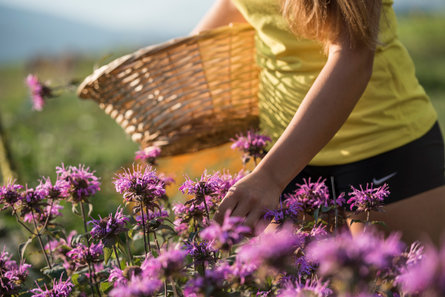 Une personne tient un panier sous le bras et cueille des plantes