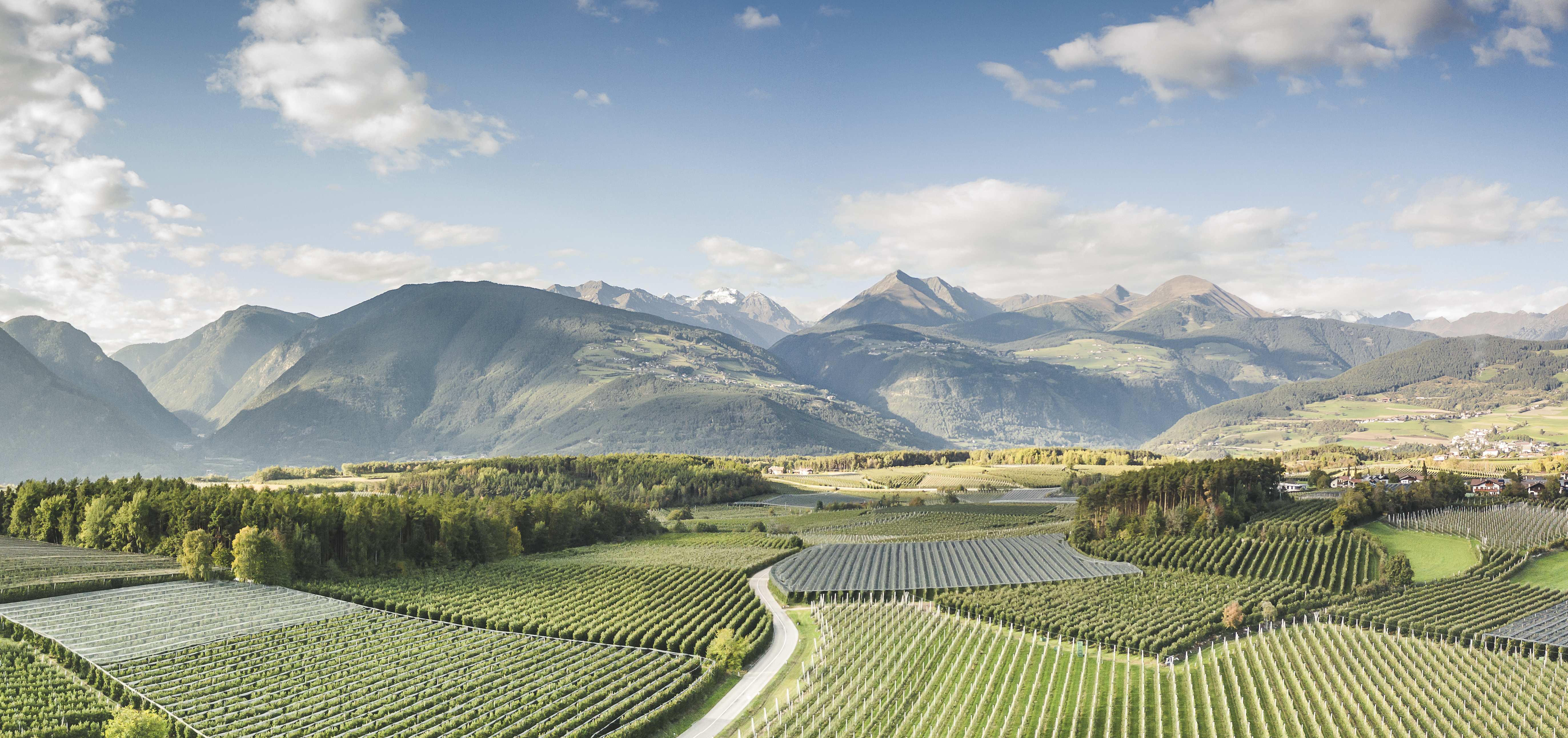 Mele dell'Alto Adige