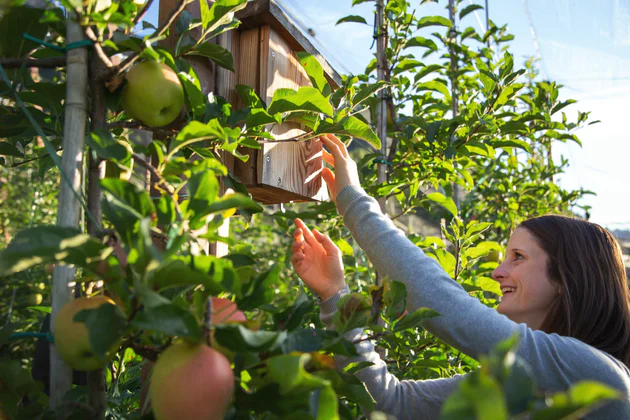 Apfelbäuerin Iris Steck kontrolliert Äpfel