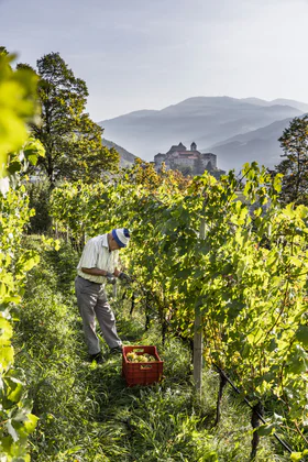 Osoba sklízející hrozny na farmě Johannserhof