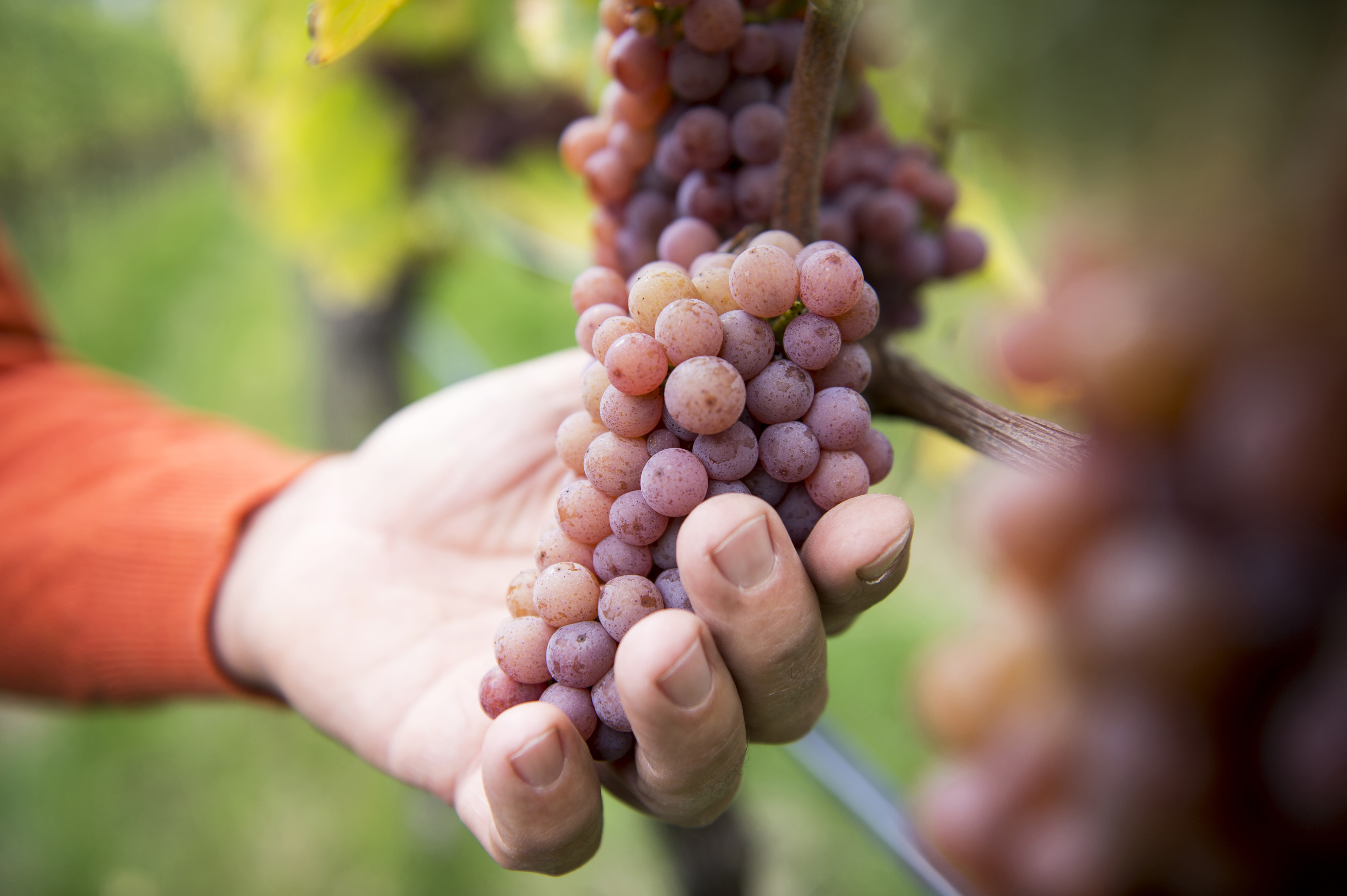 Un verre de vin blanc