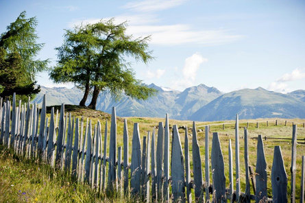 Old pasture fence, alpine meadow and larch trees with mountain backdrop