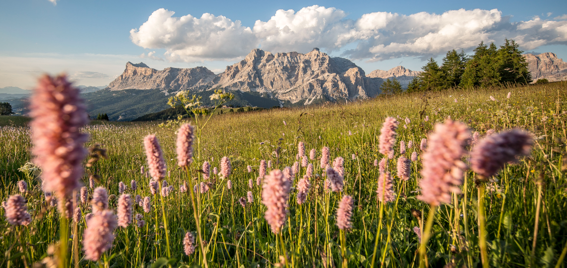 Prato fiorito in primo piano con imponenti montagne sullo sfondo in Alta Badia