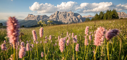 Prairie dans l'Alta Badia, avec des montagnes en arrière-plan