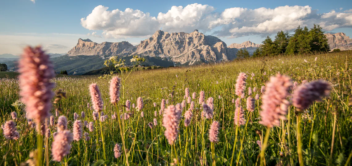 Meadow with mountains in the background in Alta Badia