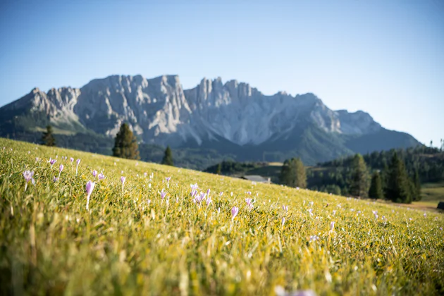 Vista del Latemar da un prato verde e fiorito, con un paesaggio boschivo che lo delimita