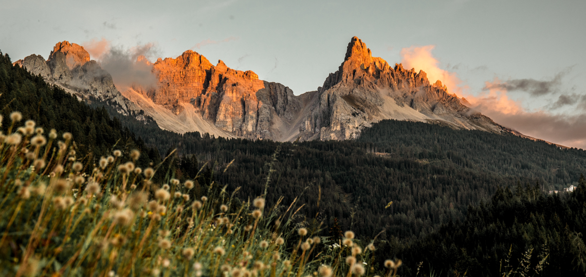 View of the Dolomites in the Eggental valley with out-of-focus pink flowers in the foreground
