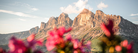 Val d'Ega in estate con fiori colorati e vista sulle Dolomiti
