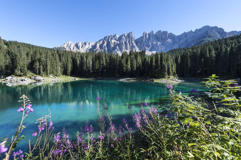 Four children run across a lush green meadow in the Dolomites Region Eggental in summer.
