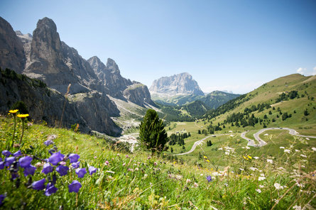 Panoramic view over a mountain road inbetween steep green fields and majestic mountains from Passo Gardena during a sunny summer day.