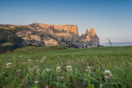 Uitzicht vanaf de Seiser Alm op de bergen Langkofel en Plattkofel