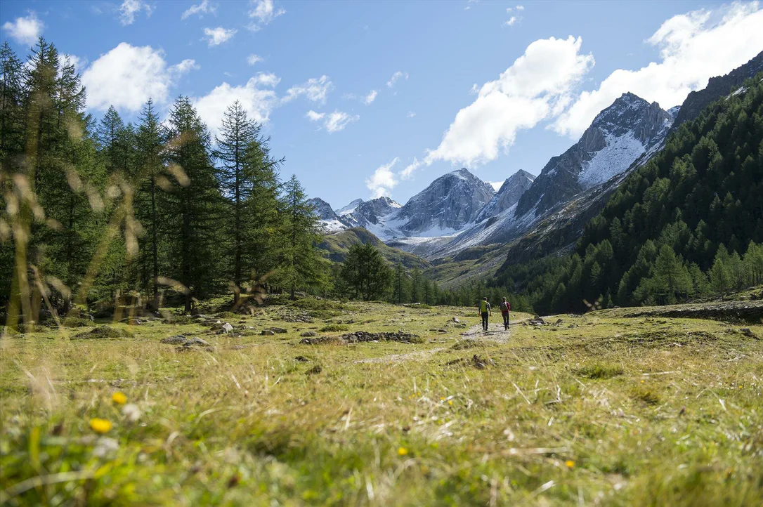 Due persone in escursione in Val Senales camminano lungo un sentiero che costeggia un prati e boschim, sullo sfondo cime montuose innevate