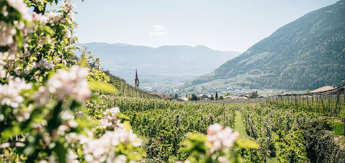 Blick auf Algund umgeben von Bergen, Weinhängen und Obstgärten