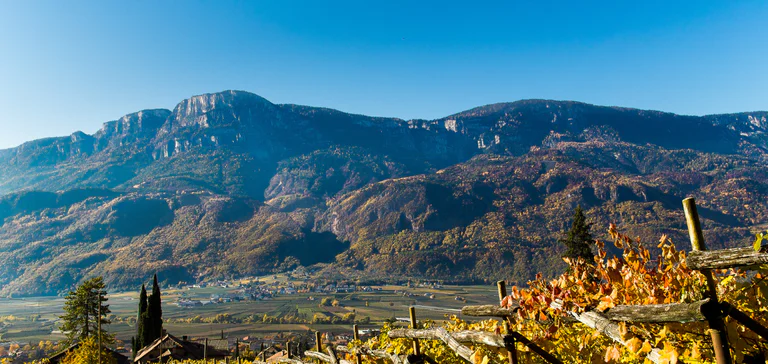 Vigneto in primo piano nella zona di Andriano