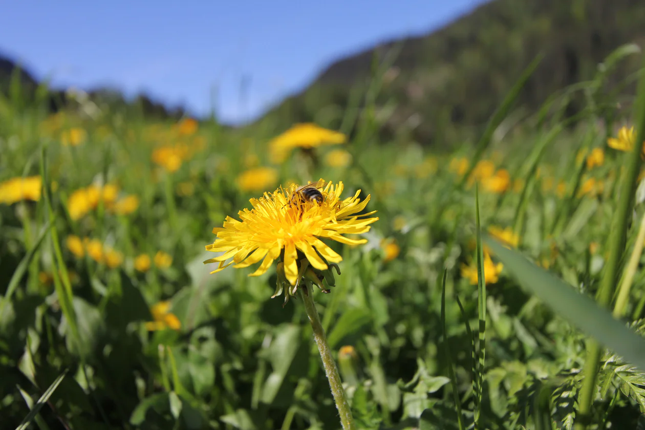 Paesaggio boschivo e roccioso con camminata nella natura in Alta Val di Non