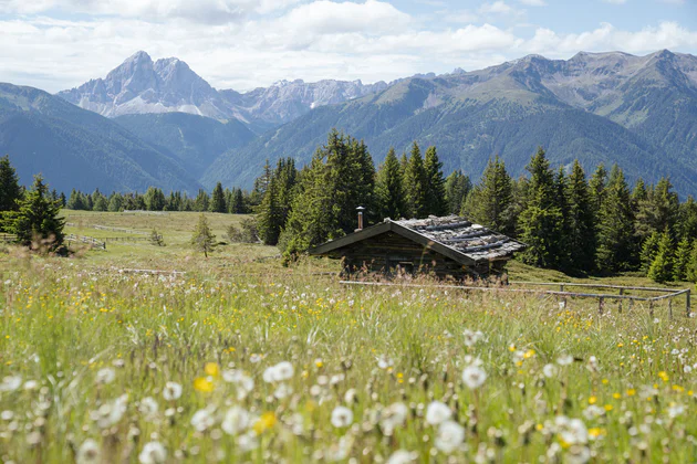 Traditional wooden hut in a vast field filled with flowers and with a panoramic view on the mountains in the background
