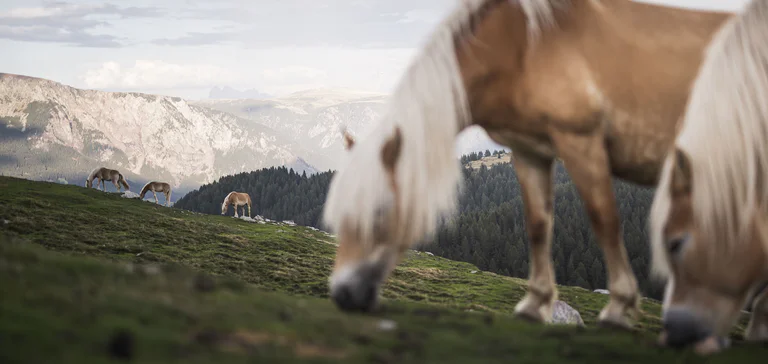 Cavalli liberi su un prato in montagna e un vasto panorama sullo sfondo