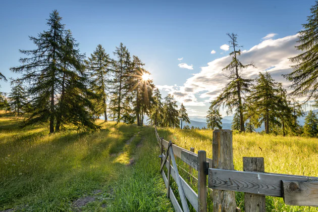 Meadow with conifers and a shining sun.
