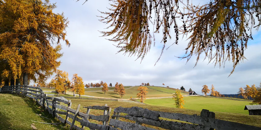 Ein Feld mit mehreren Bäumen im Herbst