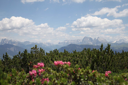 a meadow with alpine roses near Ritten in summer