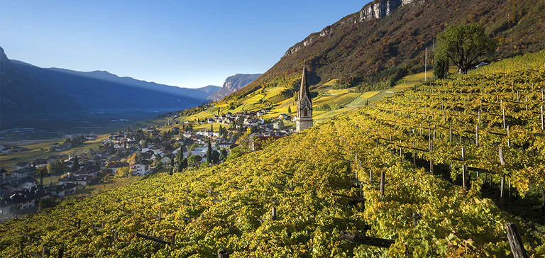 Calice di vino bianco con il logo di Termeno in primo piano