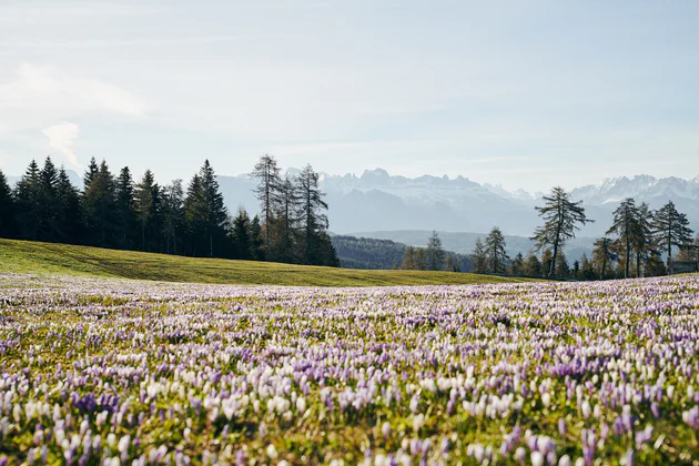 Un prato fiorito pieno di fiori di croco