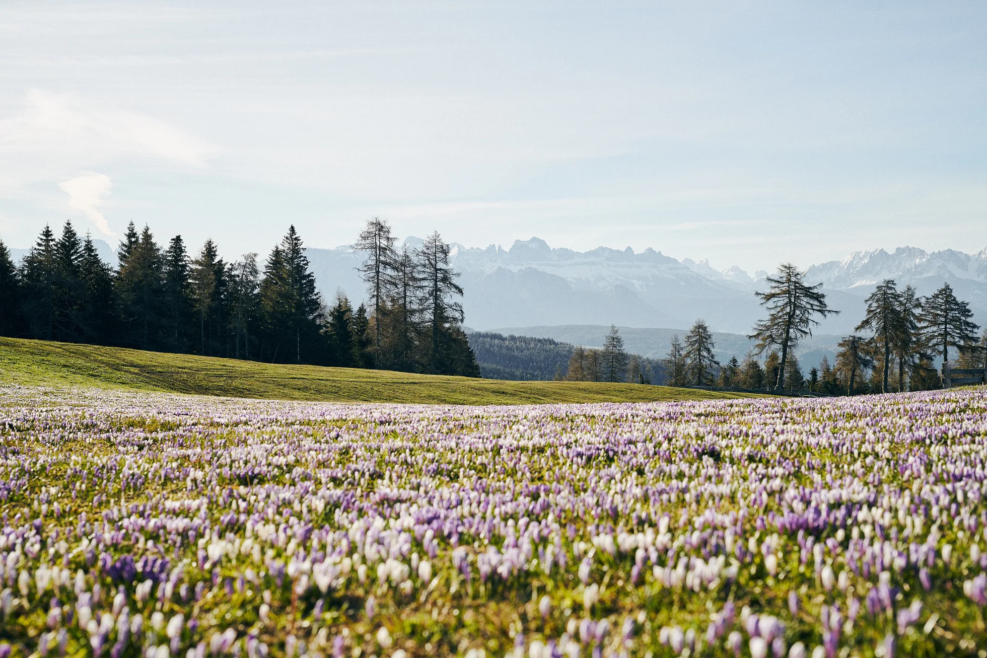 Eine Wiese mit Krokusblüten in Südtirol