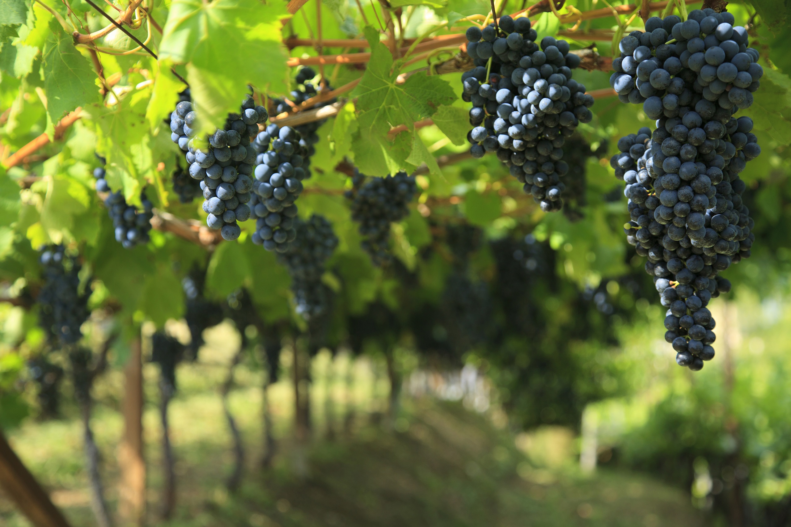 The Elena Walch winery