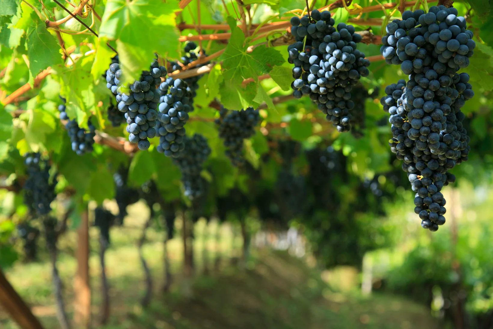 Zwei Generationen von Winzerinnen: Elena Walch und ihre Töchter auf dem eigenen Weingut.