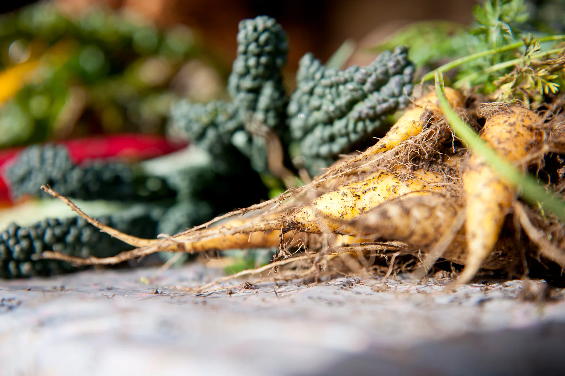 Carrots and other vegetables from farmer Harald Gasser.