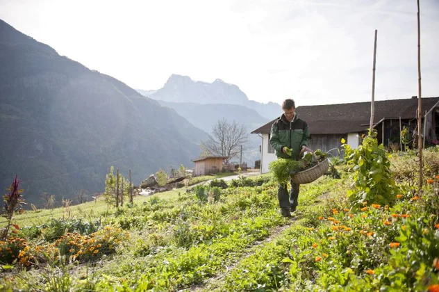 Le maraîcher Harald Gasser porte un panier plein de légumes sur un petit chemin de son exploitation à Barbian/Barbiano. À l’arrière-plan, on aperçoit les Alpes. 