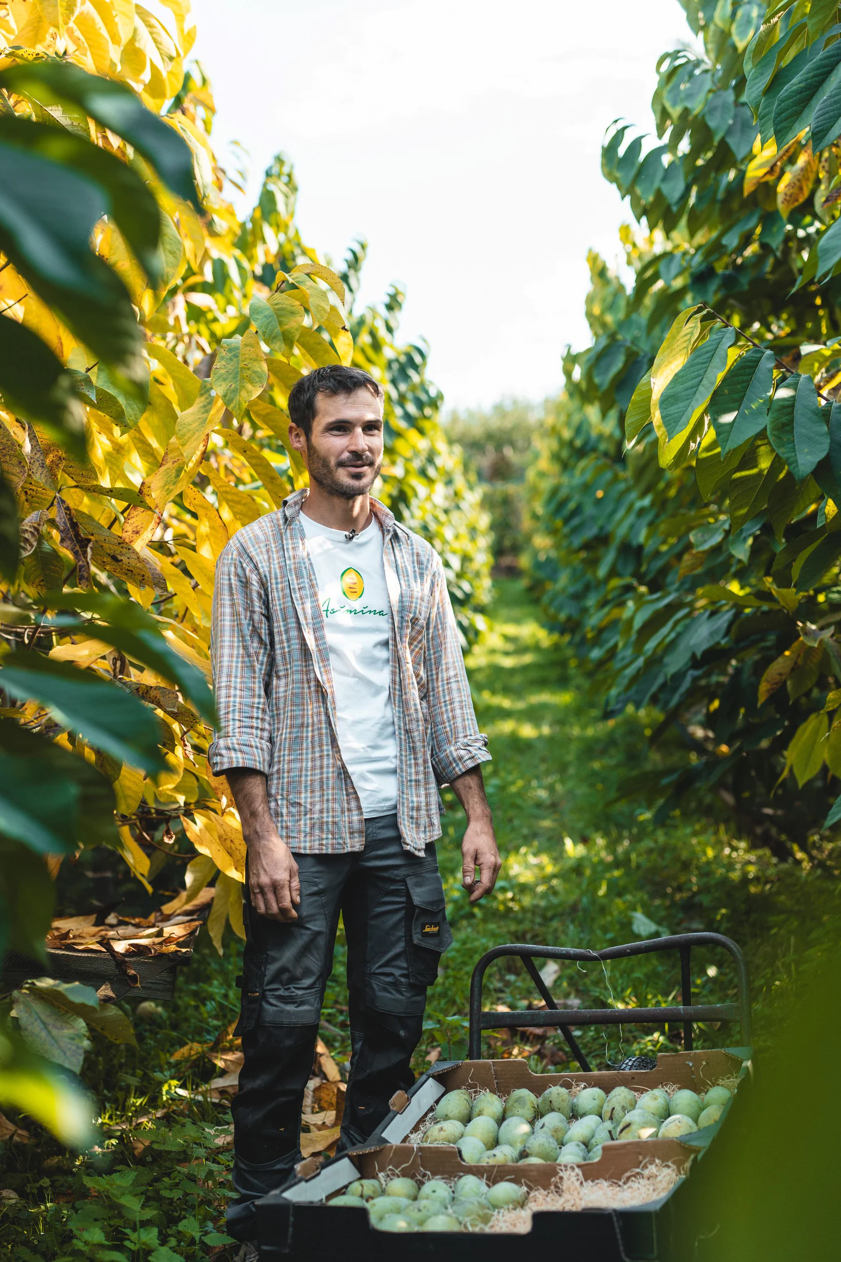 When Simon Werth took a step away from conventional fruit growing, he discovered the exotic Asimina fruit.