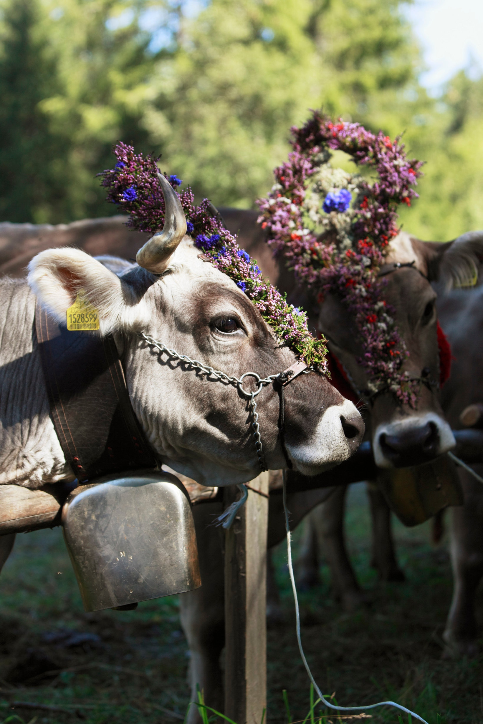 Vache du Sud-Tyrol avec couronne de fleurs