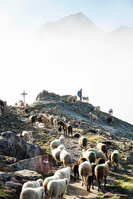 Ein Hirte mit weißen, schwarzen und gefleckten Schafen auf dem felsigen Berg
