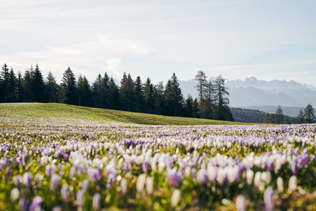 Een weide met bomen en bergen in de lente